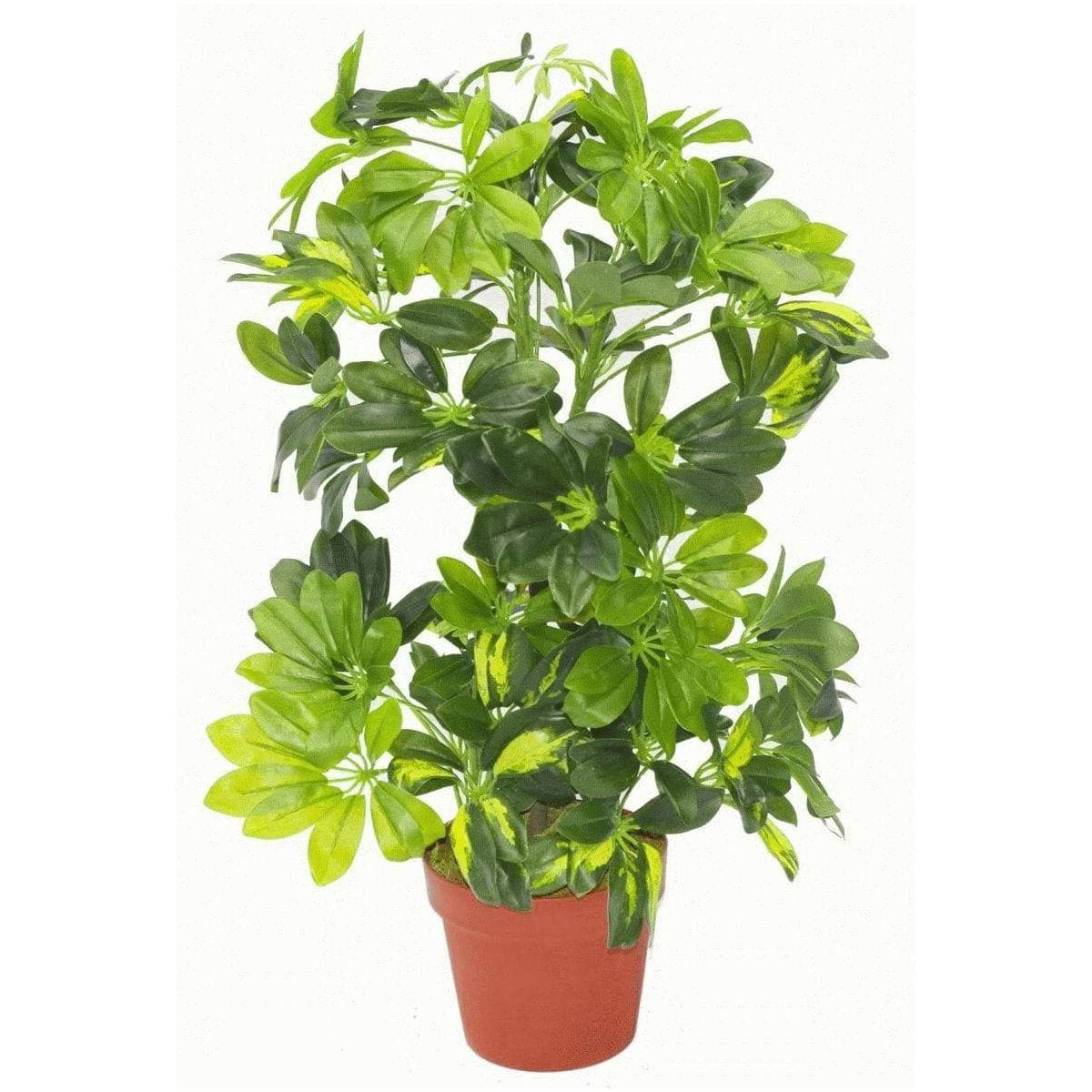 75cm Arboricola Gold Capella Artificial Plant