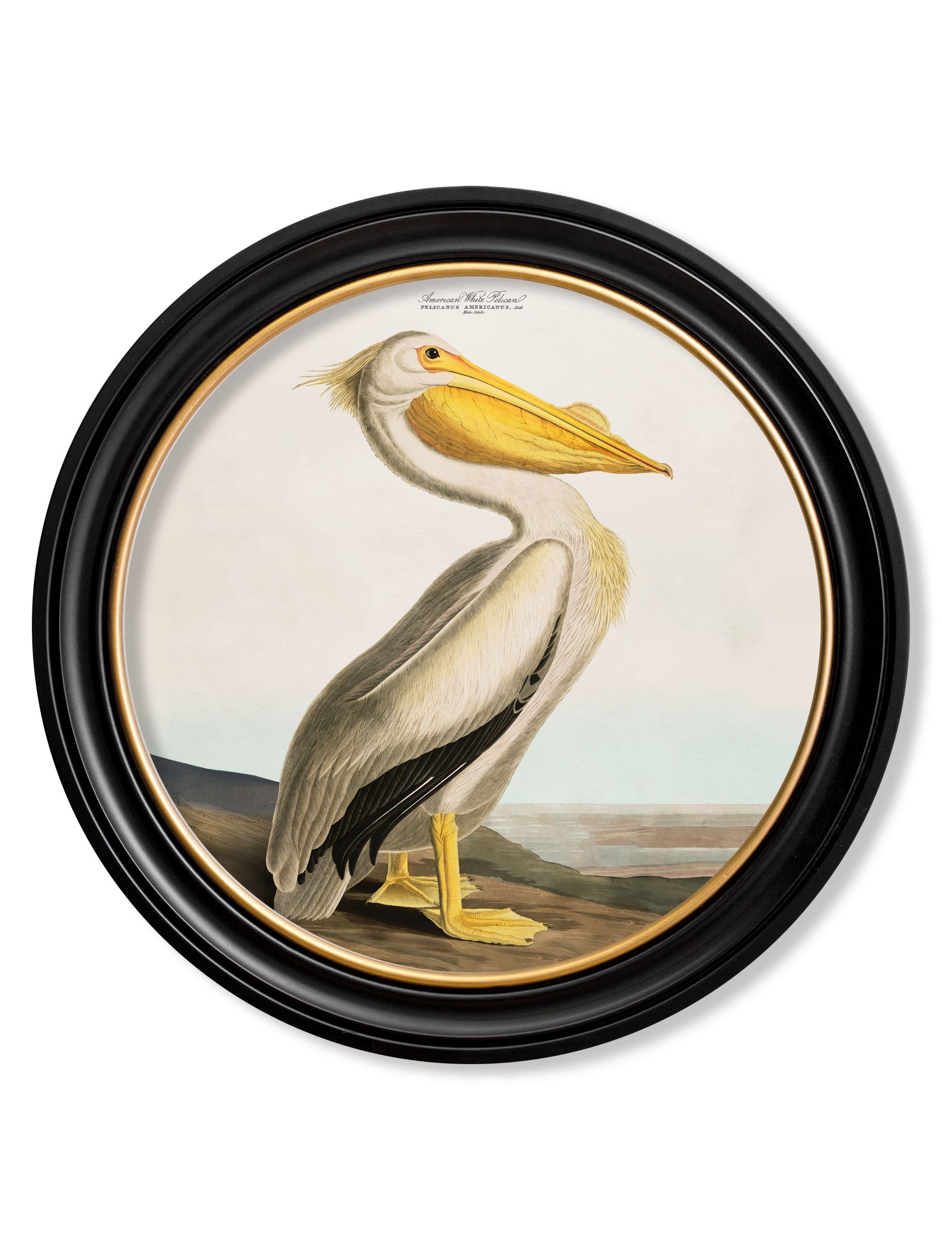 c.1838 Audubon’s Pelican – Light – Round Frame