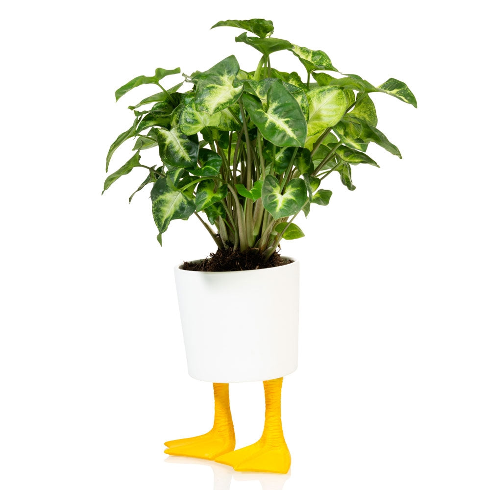 Duck Feet Planter – Large