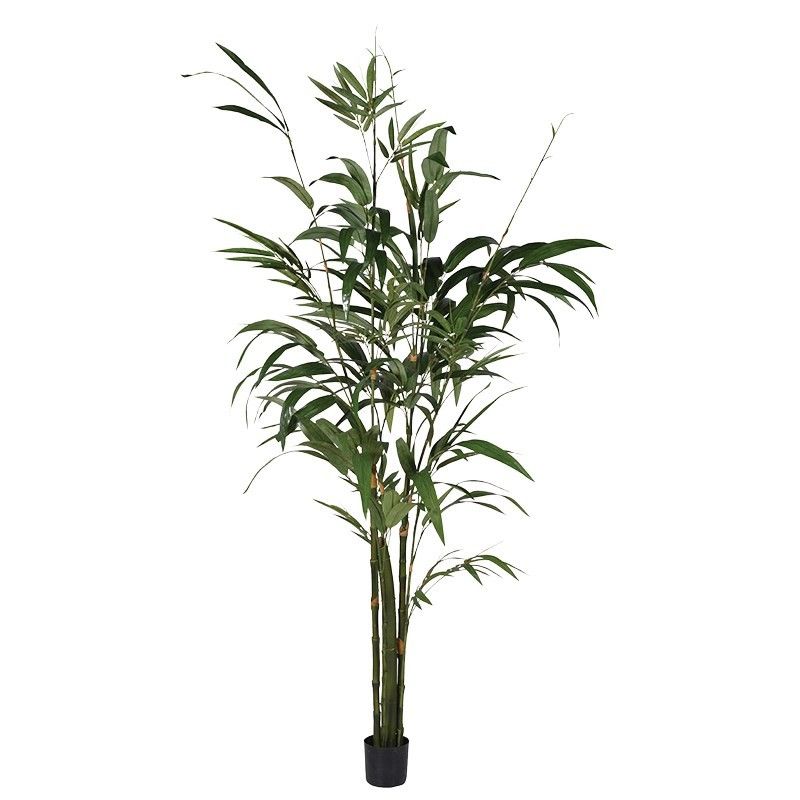 Bamboo Plant – Large